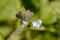 David Plant Photography - Wildlife Photography - Small blue - B